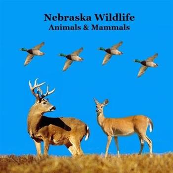 Nebraska Animals and Mammals Kids Wildlife Book