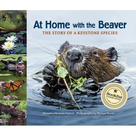At Home with the Beaver