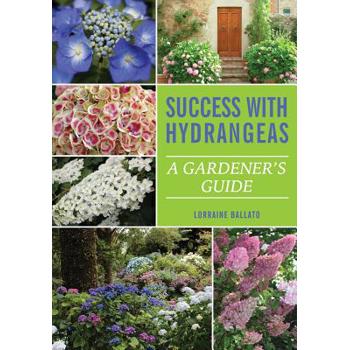 Success With Hydrangeas