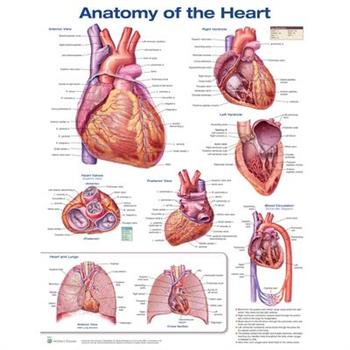Anatomy of the Heart Anatomical Chart