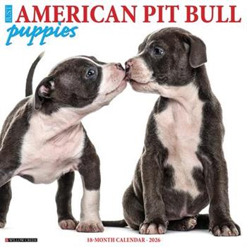 American Pit Bull Terrier Puppies 2026 12 X 12 Wall Calendar