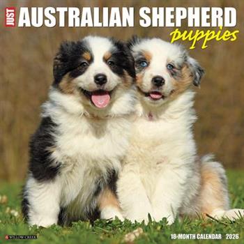 Australian Shepherd Puppies 2026 12 X 12 Wall Calendar