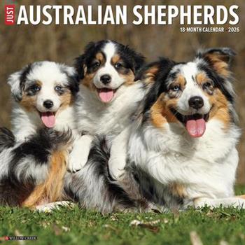 Australian Shepherds 2026 12 X 12 Wall Calendar