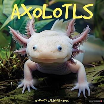 Axolotls 2026 12 X 12 Wall Calendar