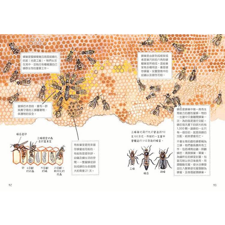 昆蟲解剖書:超過500幅手繪插圖,帶你探索最漂亮、最奇怪、最有趣的蟲蟲世界【限量贈送:作者手繪昆蟲透卡】 昆蟲解剖書:超過500幅手繪插圖,帶你探索最漂亮、最奇怪、最有趣的蟲蟲世界【限量贈送:作者手繪昆蟲透卡】