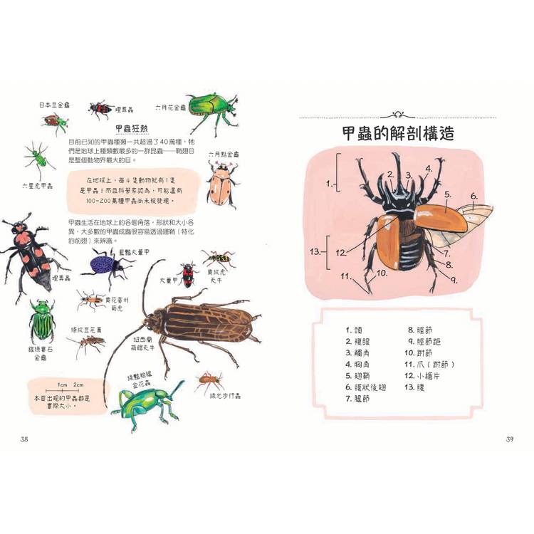 昆蟲解剖書:超過500幅手繪插圖,帶你探索最漂亮、最奇怪、最有趣的蟲蟲世界【限量贈送:作者手繪昆蟲透卡】 昆蟲解剖書:超過500幅手繪插圖,帶你探索最漂亮、最奇怪、最有趣的蟲蟲世界【限量贈送:作者手繪昆蟲透卡】