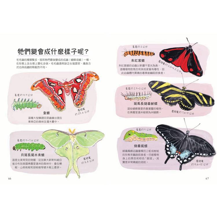 昆蟲解剖書:超過500幅手繪插圖,帶你探索最漂亮、最奇怪、最有趣的蟲蟲世界【限量贈送:作者手繪昆蟲透卡】 昆蟲解剖書:超過500幅手繪插圖,帶你探索最漂亮、最奇怪、最有趣的蟲蟲世界【限量贈送:作者手繪昆蟲透卡】