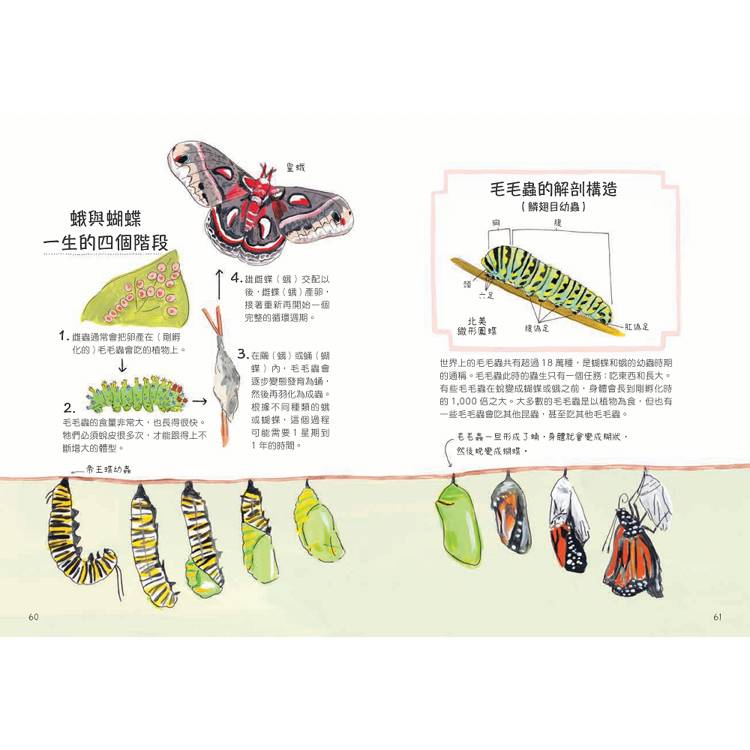 昆蟲解剖書:超過500幅手繪插圖,帶你探索最漂亮、最奇怪、最有趣的蟲蟲世界【限量贈送:作者手繪昆蟲透卡】 昆蟲解剖書:超過500幅手繪插圖,帶你探索最漂亮、最奇怪、最有趣的蟲蟲世界【限量贈送:作者手繪昆蟲透卡】