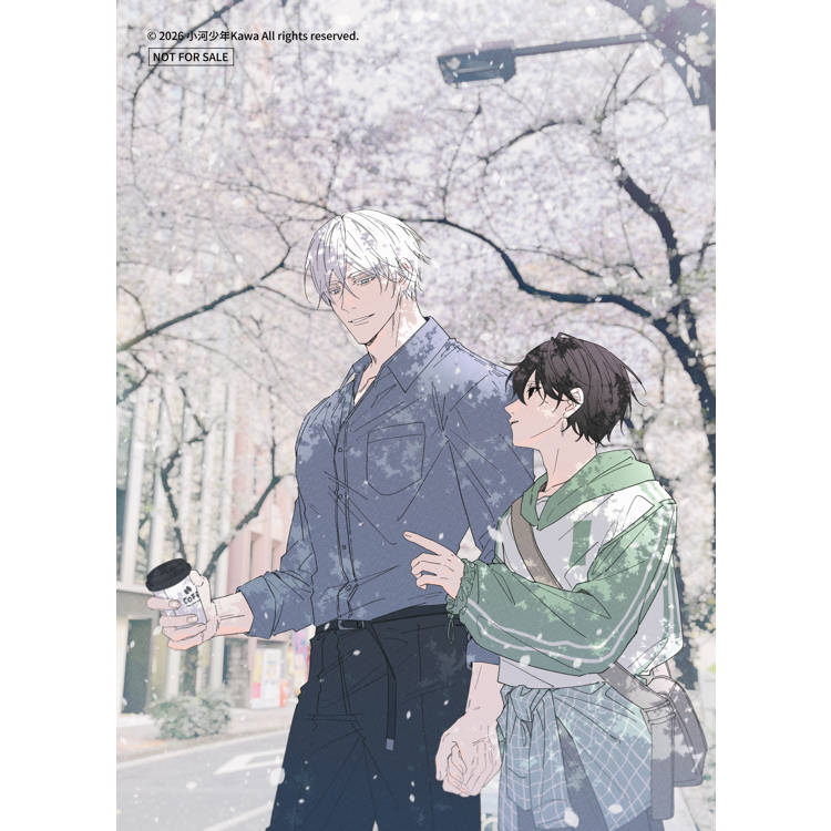 16647櫻花散步明信片